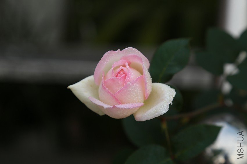 IMG_0190.JPG