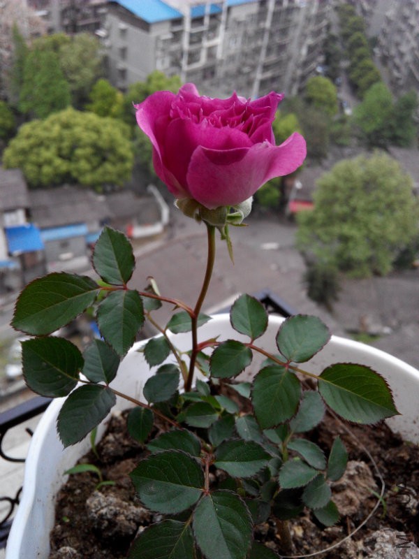 IMG_20170412_180129.jpg