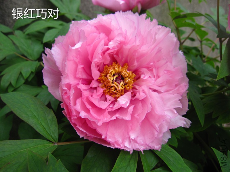 �����ɶ�3 2010408.jpg