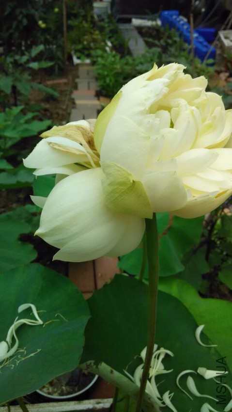 QQͼƬ20150621152825.jpg