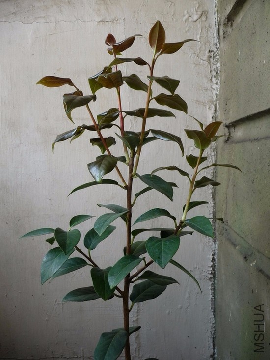 2��18��֦������