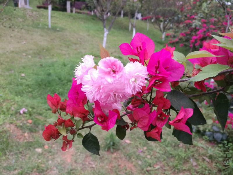 IMG_20170412_153304.jpg