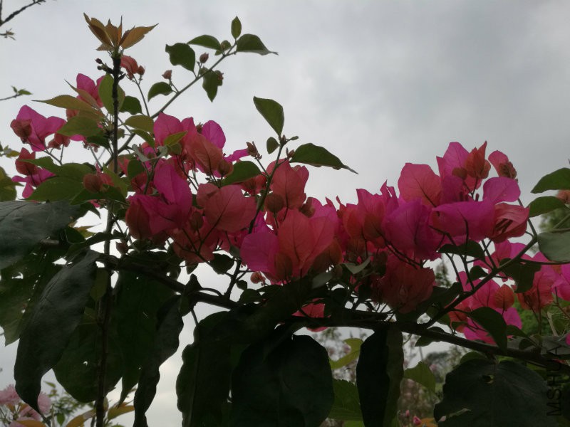 IMG_20170412_153347.jpg