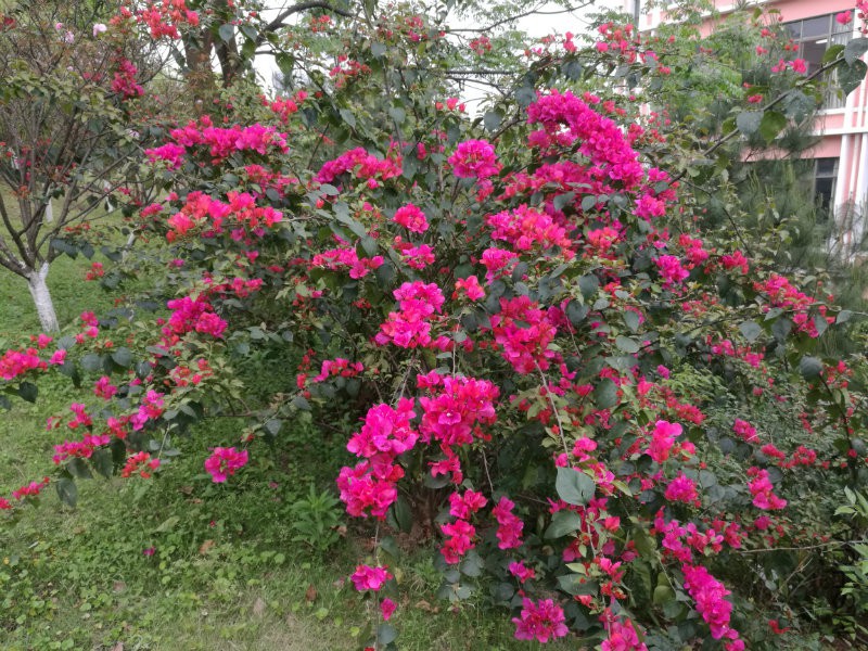 IMG_20170412_153442.jpg