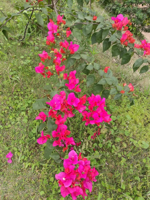 IMG_20170412_113240.jpg