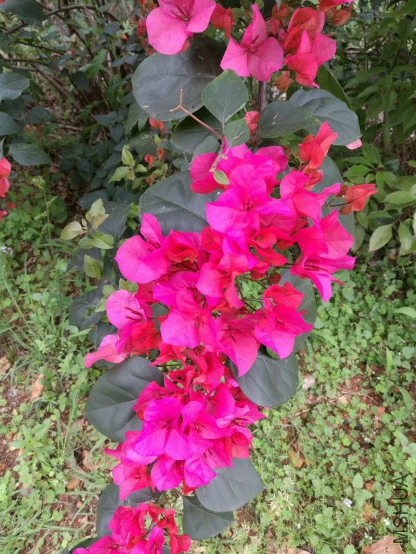 IMG_20170412_153320.jpg