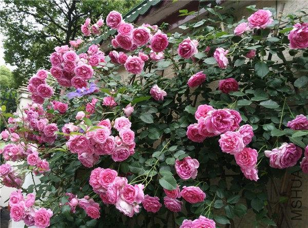 16����  �л�ǽ.jpg