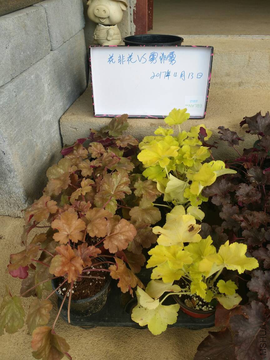 123222ihgvmzuv6a2ghiwa.jpg