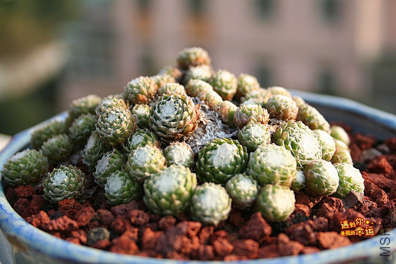 ��Ƭ 249_����.jpg