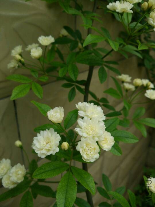 192547loomaj7m27n779ll.jpg