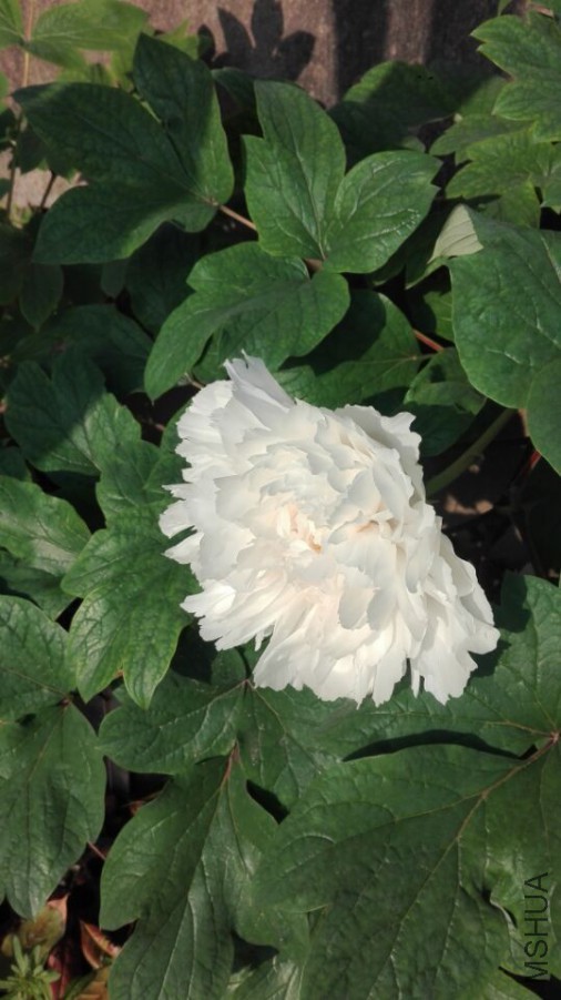 ��ѩ����1 20170414.jpg