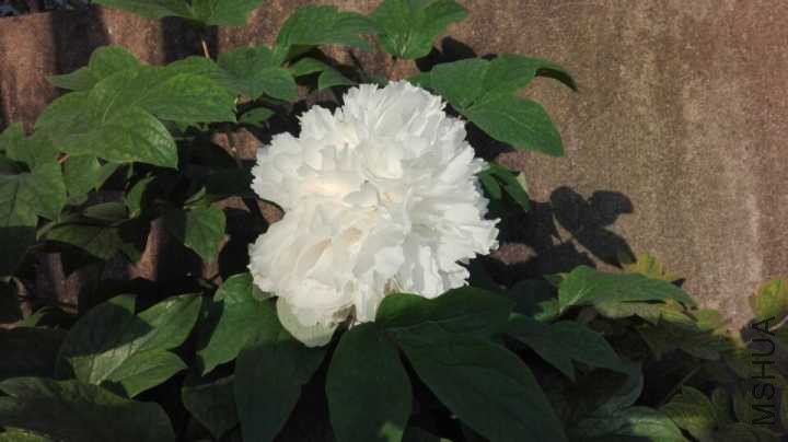 ��ѩ����2 20170414.jpg