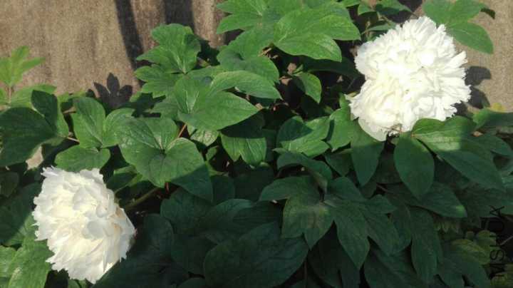 ��ѩ����3 20170414.jpg