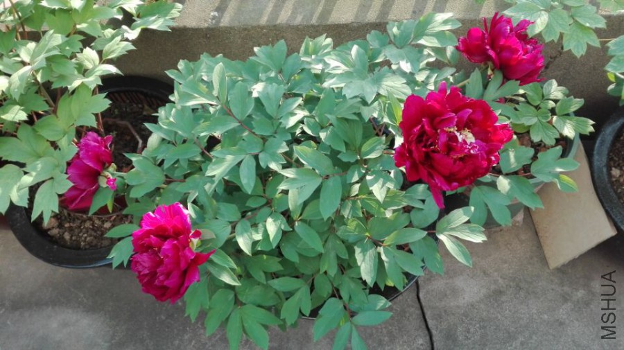 ��Ⱥ�� 20170414.jpg