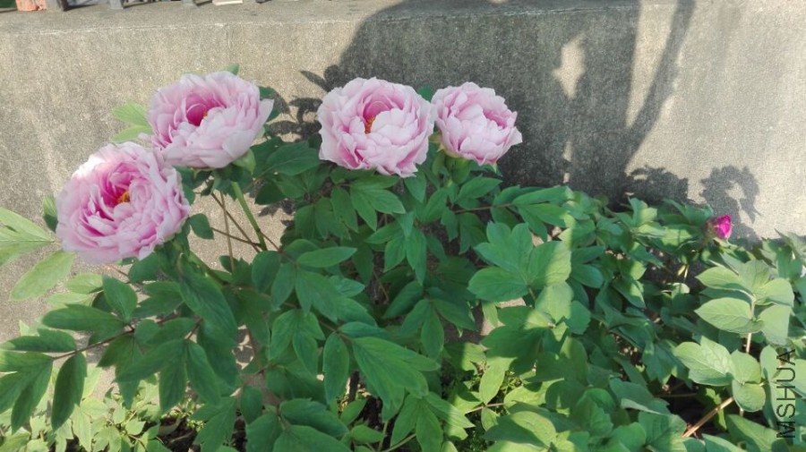 ����ӣ1 20170414.jpg