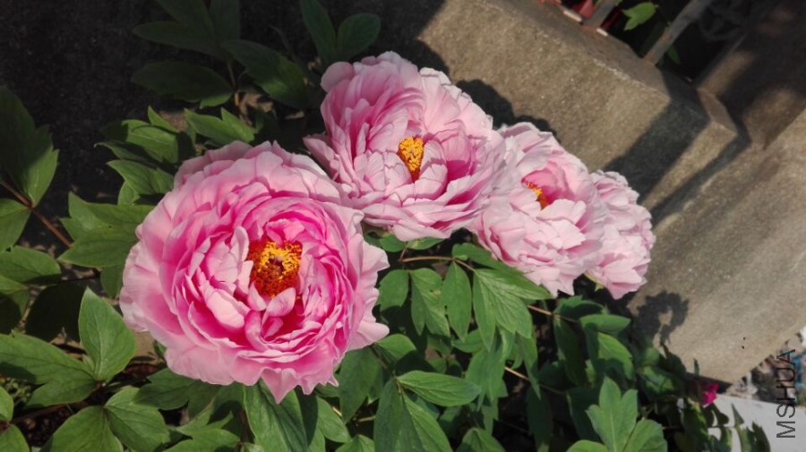 ����ӣ2 20170414.jpg