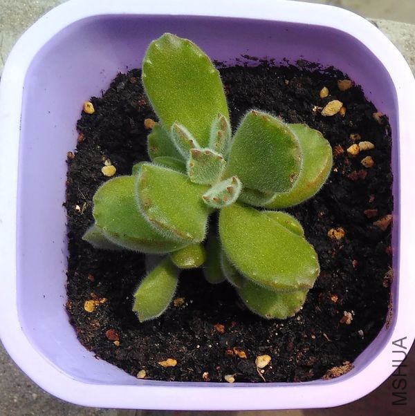 ¶�����죬צ�ӱ����