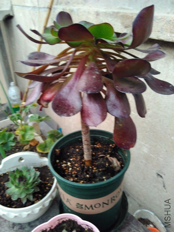 ¶��1��