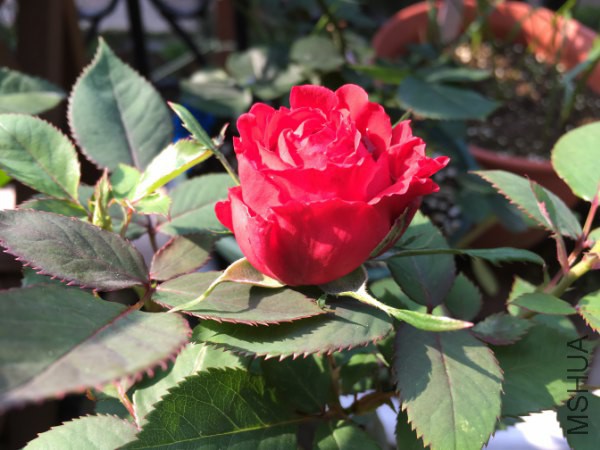 ���ؿ���