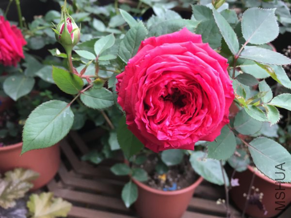 ���ؿ���