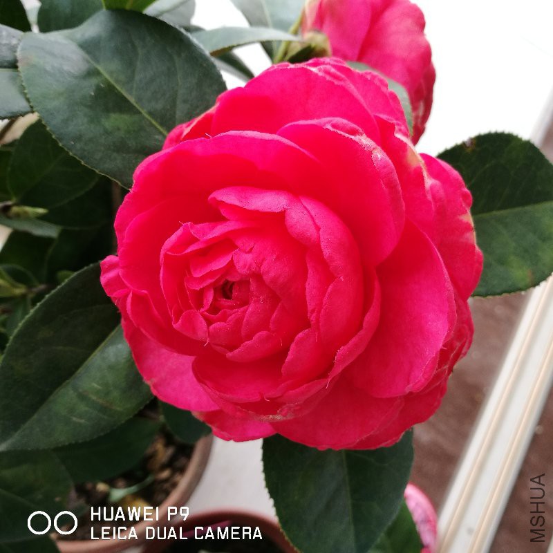 IMG_20170410_121136.jpg