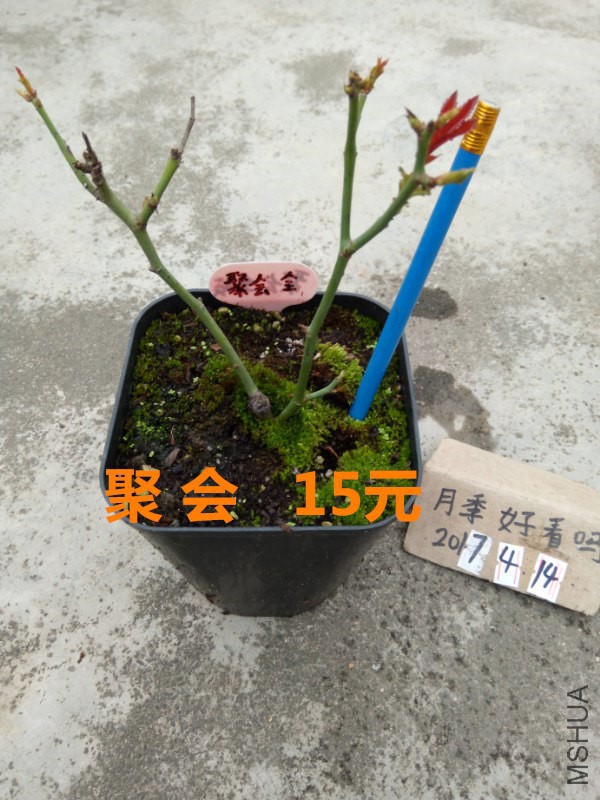 �ۻ�_600x800.jpg
