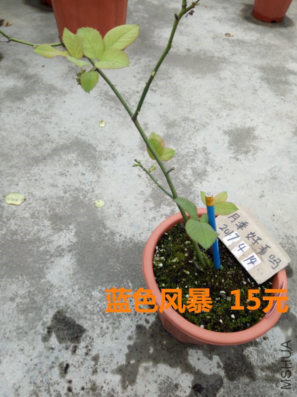 ��ɫ�籩_600x800.jpg