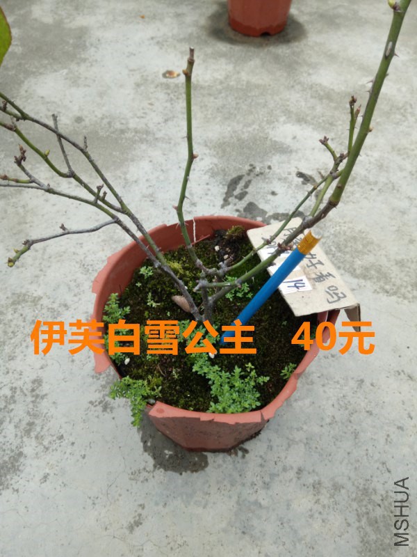 ��ܽ��ѩ����_600x800.jpg