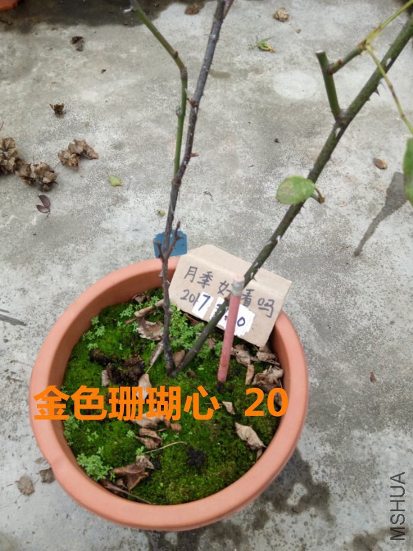 ��ɫɺ����_600x800.jpg
