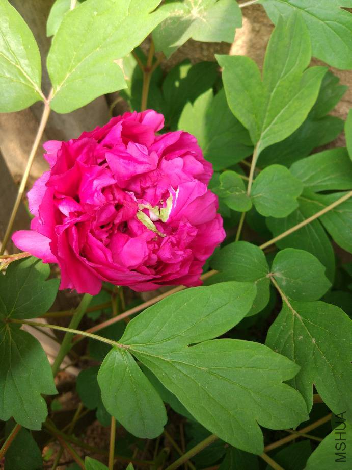 110206n9u8u2950e08gozf.jpg