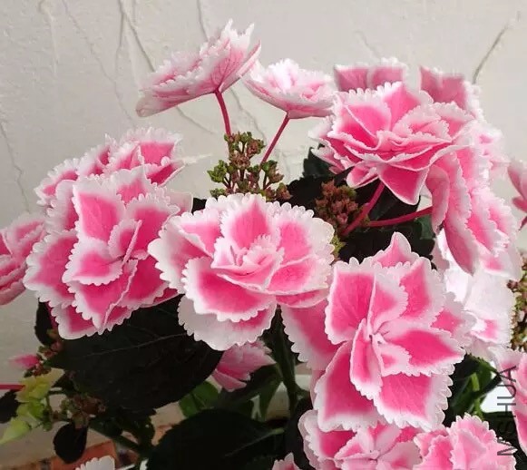 TB�ϵ�������