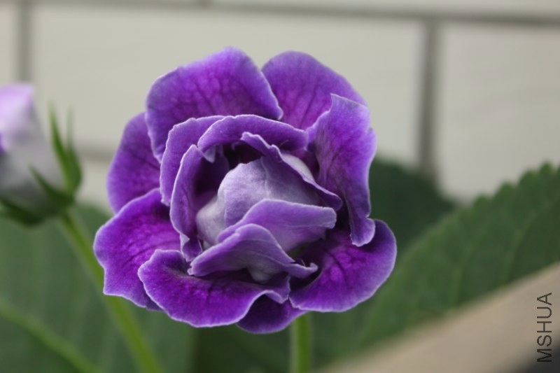 IMG_6708_800x533.JPG