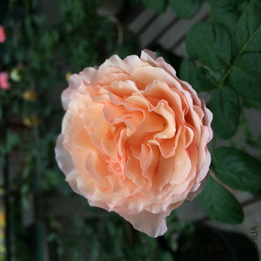 2016-07-04 062707.jpg