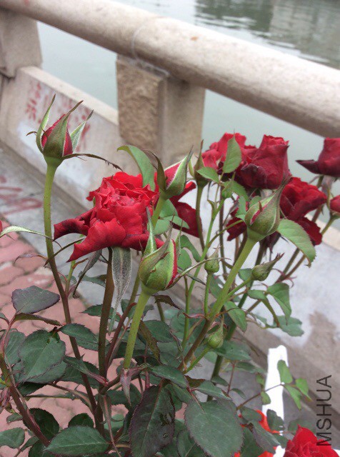 IMG_8843.JPG