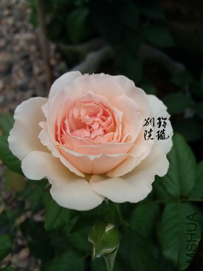 5.����.jpg
