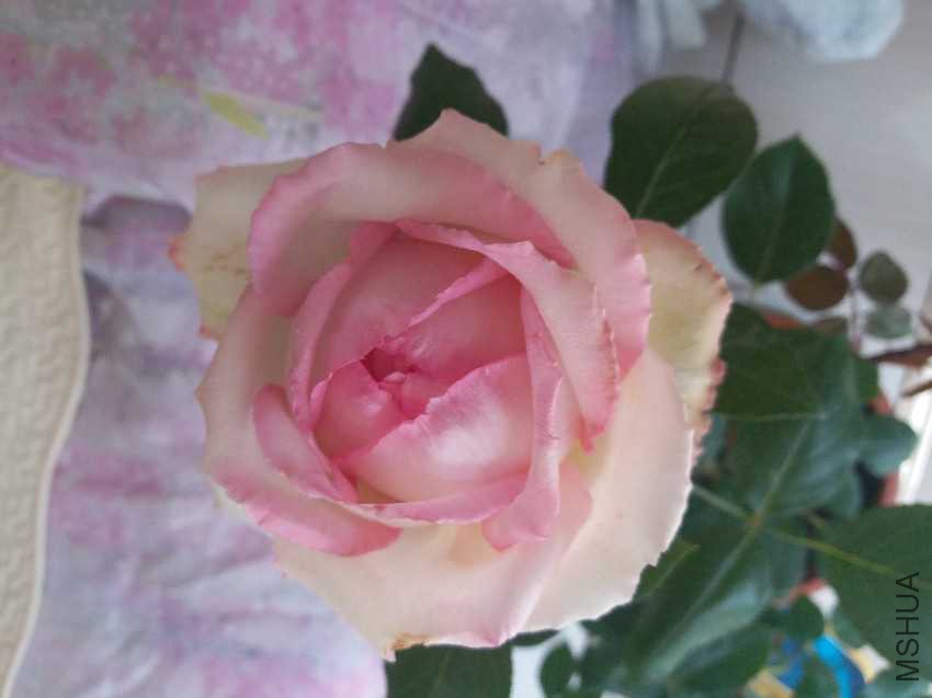 20170416_123956.jpg