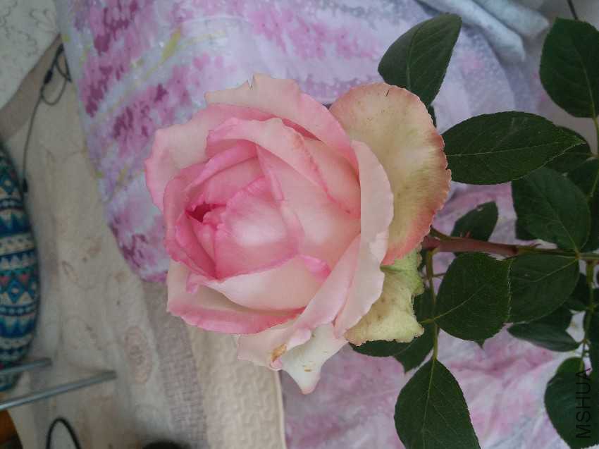 20170416_123938.jpg