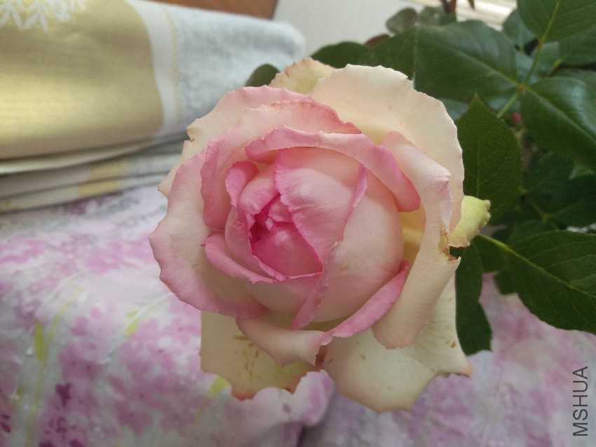 20170416_123919.jpg
