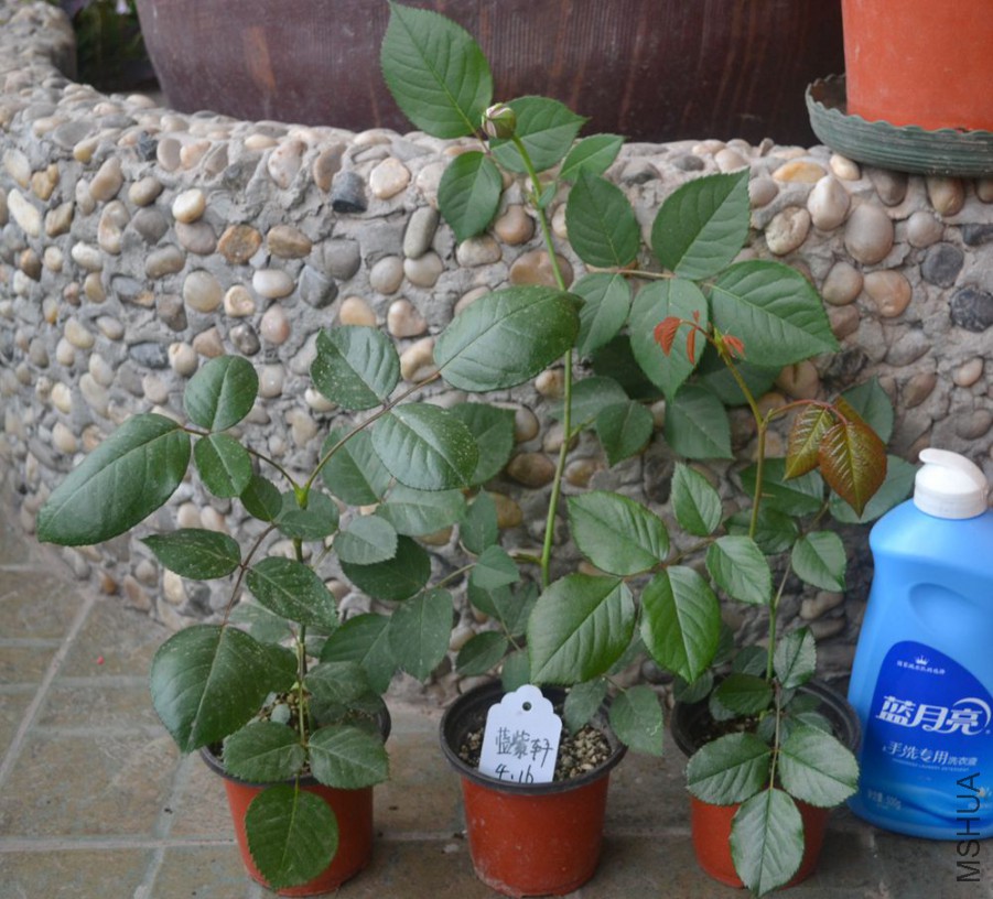 DSC_1618.jpg