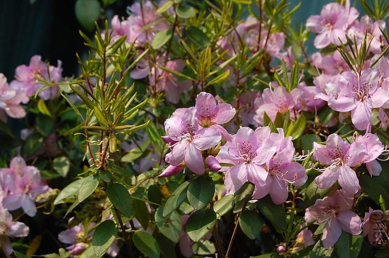 DSC_23520476.JPG