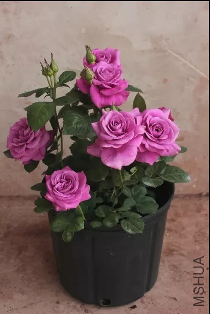 ڤ���� (2).JPG