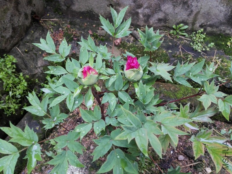 IMG_20170410_173242.jpg