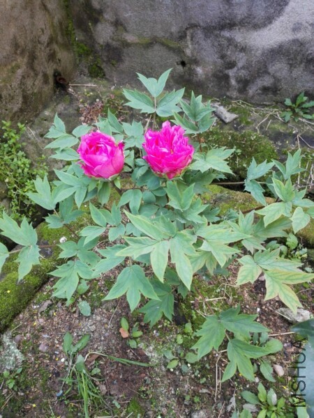 IMG_20170415_083050.jpg