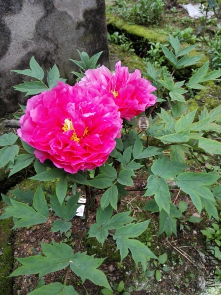 IMG_20170416_080405.jpg