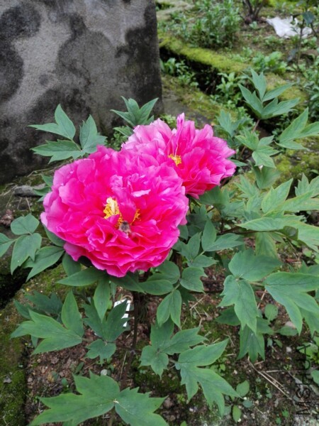 IMG_20170416_080353.jpg