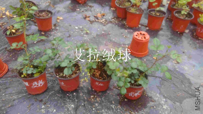 QQͼƬ20170417094731.jpg
