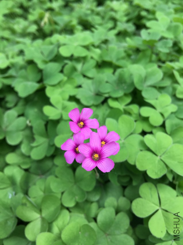 ��Ƭ 010.jpg