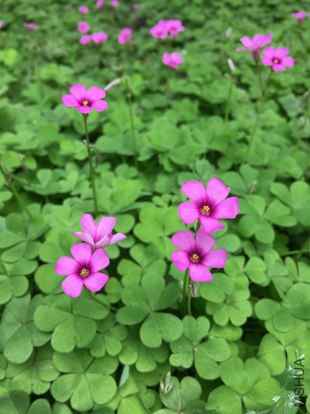 ��Ƭ 027.jpg