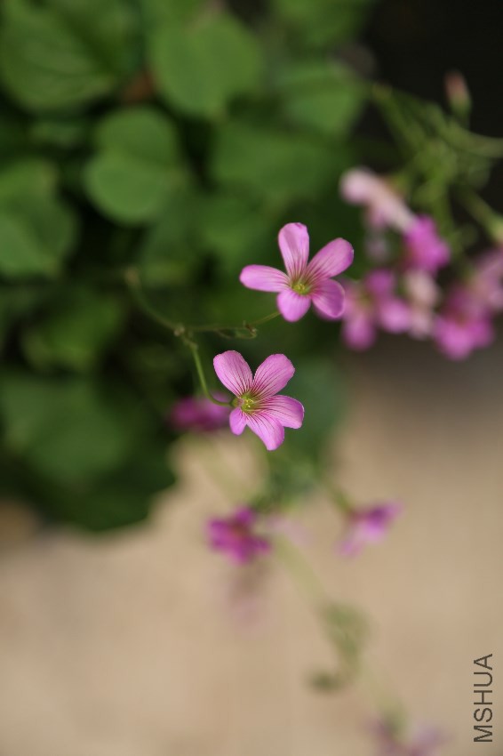 ��Ƭ 018.jpg