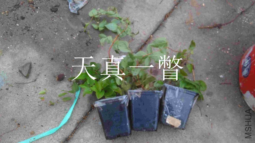 QQͼƬ20170417100747.jpg